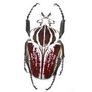 GOLIATHUS GOLIATHUSGOLIATHUS GOLIATUS CONSPERSUS